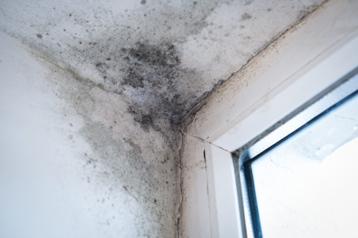Damp causing black mould.